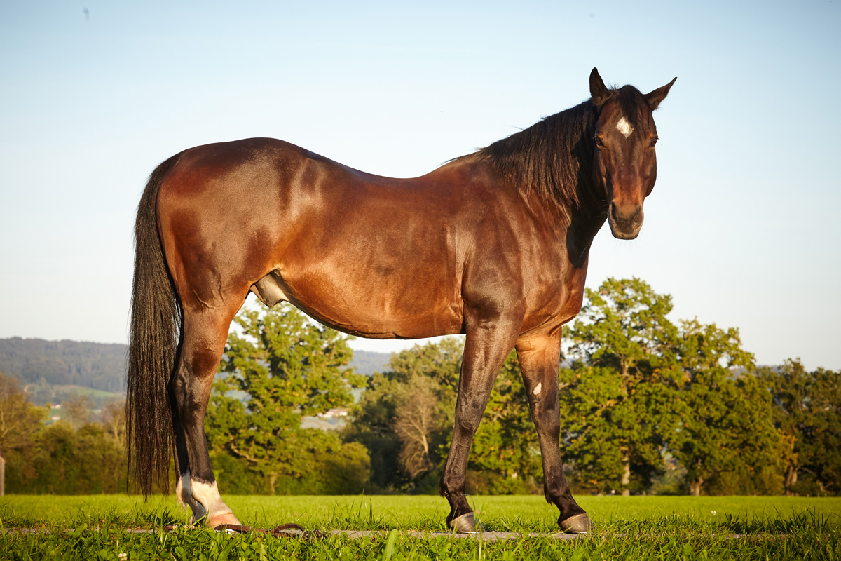 Tierfotoshooting Ulm